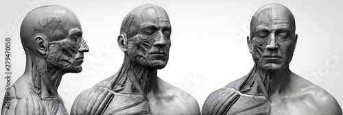 Human body anatomy muscles structure of a male, front view  side view and perspective , 3d render