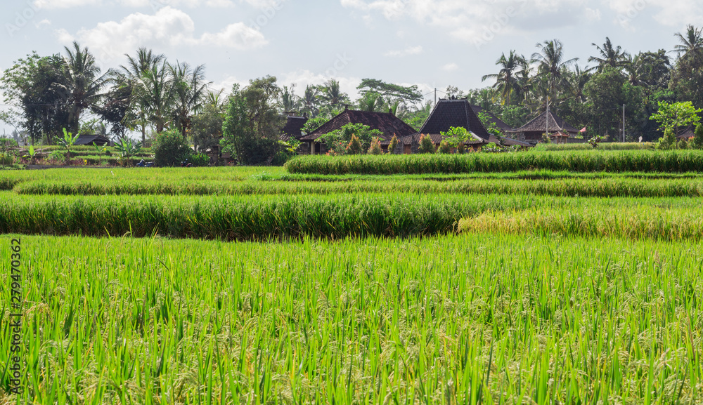 Rice field in Bali 