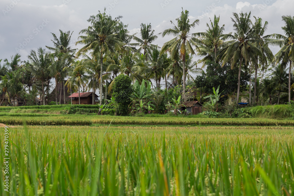 Obraz premium Rice field in Bali 