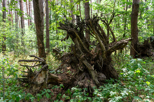 A huge massive tree stump lies among the trees in the forest in the summer on a sunny day