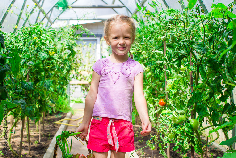 Cute little girl collects crop cucumbers and tomatos in greenhouse Cute little girl collects crop cucumbers and tomatos in greenhouse