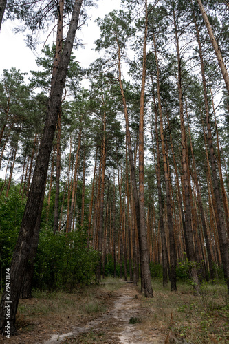 Forest landscape. Path among in the forest among the high pines stretching to the sky