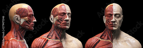 Human body anatomy muscles structure of a male, front view  side view and perspective , 3d render photo