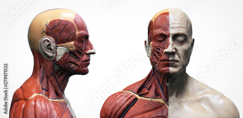 Human body anatomy muscles structure of a male, front view and side view , 3d render