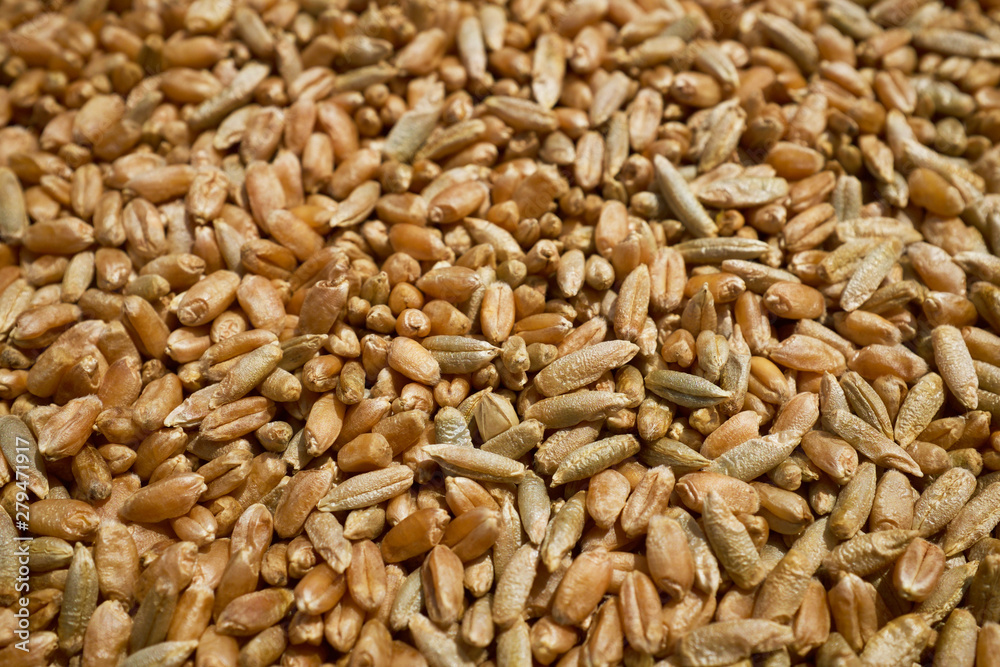 Close up of processed wheat and rye grains for agricultural backgrounds Close up of processed wheat and rye grains for agricultural backgrounds