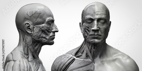 Human body anatomy muscles structure of a man in black and white , front view and side view , 3d render