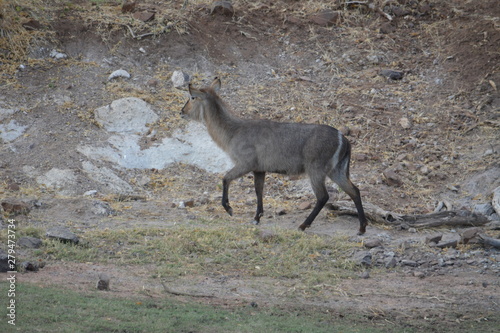 BOTSUANA (safari fotografico) rio Zambeze