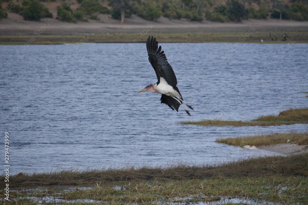 BOTSUANA (safari fotografico) rio Zambeze