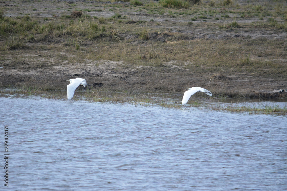 BOTSUANA (safari fotografico) rio Zambeze