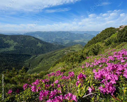 Pink rose rhododendron flowers on summer mountain slope