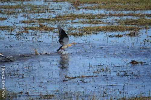 BOTSUANA (safari fotografico) rio Zambeze photo