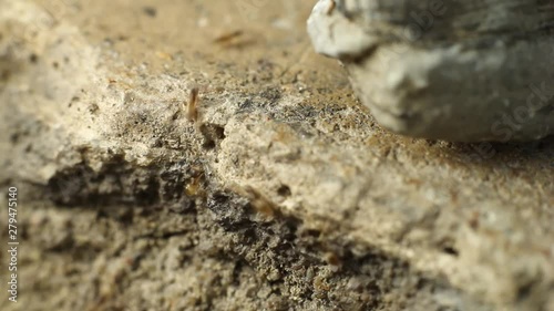 A colony of red ants filmed in shallow depth of field goes about their busy day. photo