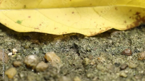 A colony of red ants filmed in shallow depth of field goes about their busy day. photo