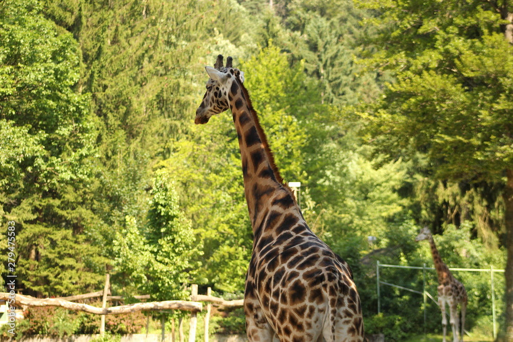 Obraz premium Giraffe (Giraffa camelopardalis)