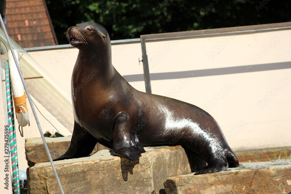 Fototapeta premium Ein kalifornischer Seelöwe in einem Zoo