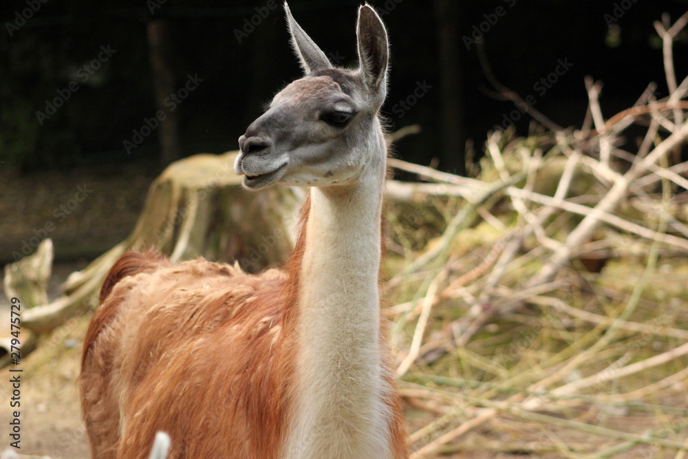 Lamas: Guanako in einem Zoo