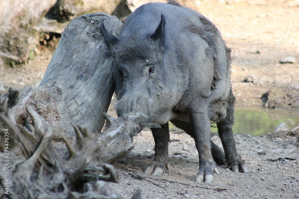 Wildschwein (Keiler) kratzt sich an einem Baum Wildschwein (Keiler) kratzt sich an einem Baum