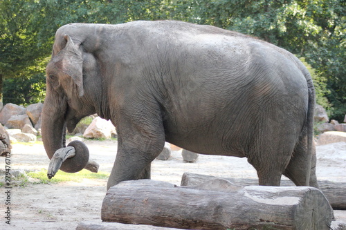 Indischer Elefant in einem Zoo