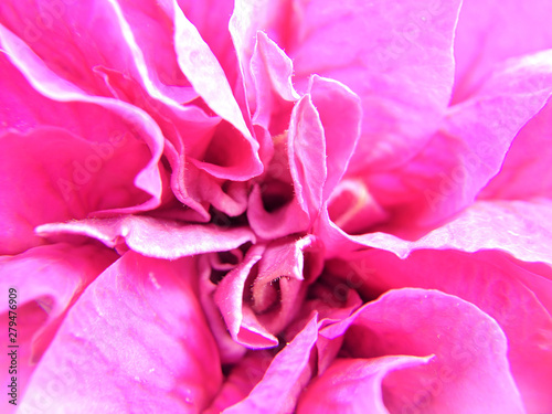 Peony flower macro photography