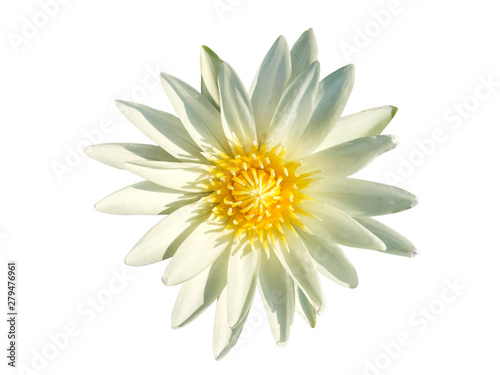 White lotus on a separate white background