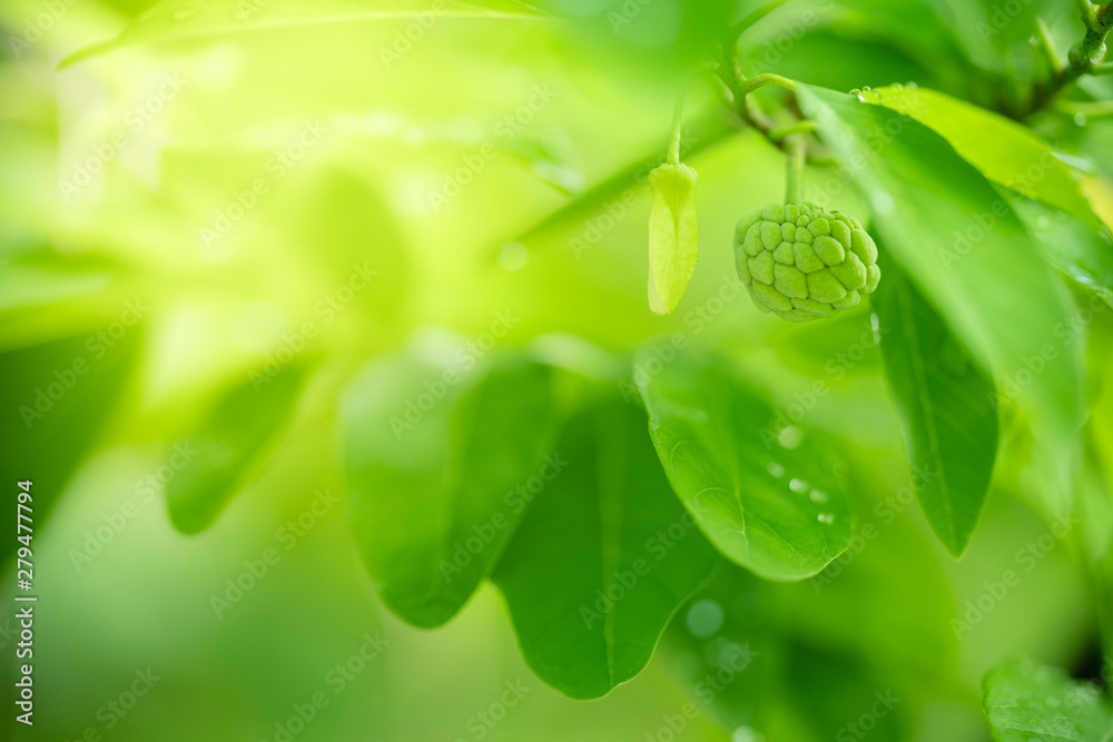 Nature view of fresh sugar apple on tree in the garden tropical fruit ...