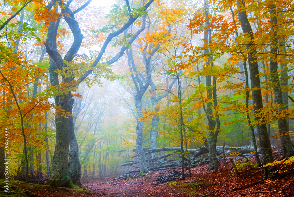 beautiful wet autumn forest in a blue mist, pastoral natural background