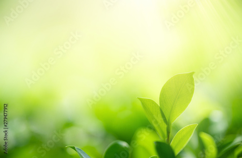 Nature of green leaf in garden at summer. Natural green leaves plants using as spring background cover page greenery environment ecology wallpaper © Fahkamram