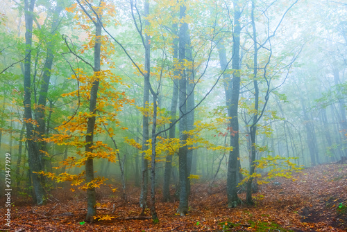 beautiful quiet red autumn forest in a blue mist, season scene