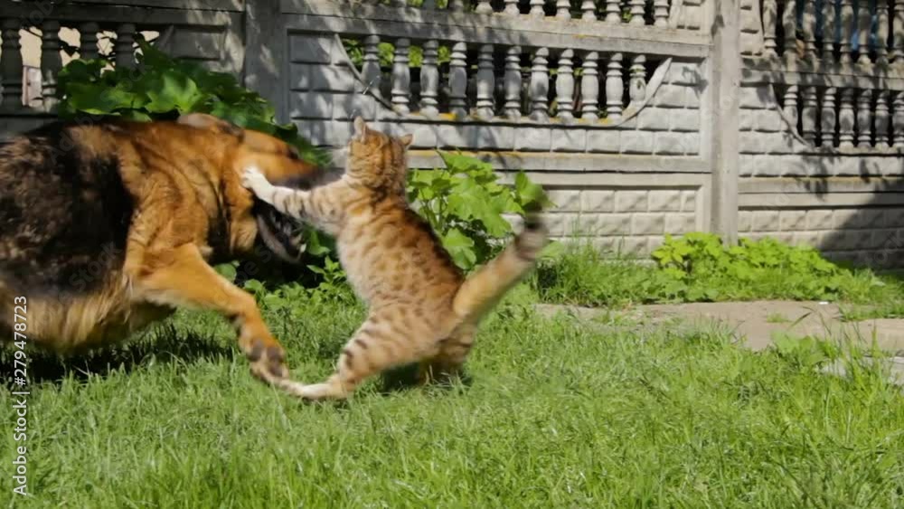 cat claws attack dog,The cat attacks the dog with his claws on the grass