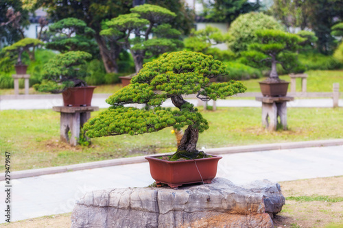 Bonsai trees in a pots in Chinese style park