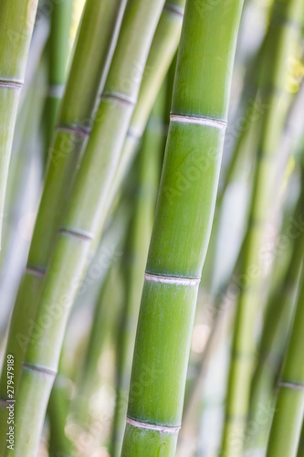 Fototapeta Naklejka Na Ścianę i Meble -  Bright green bamboo stalks on soft background