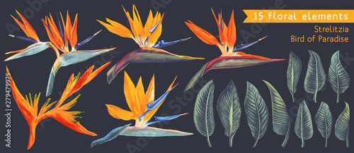 Set of floral elements with Strelitzia Reginae, tropical flowers and leaves. Vector, isolated on white. Realistic style, hand drawn. South African plant, called crane flower or bird of paradise.