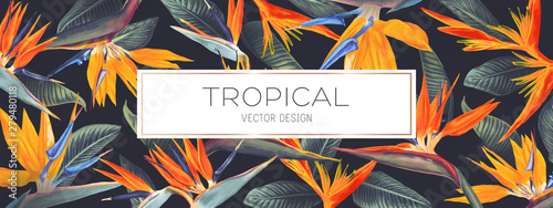 Tropical_Banner