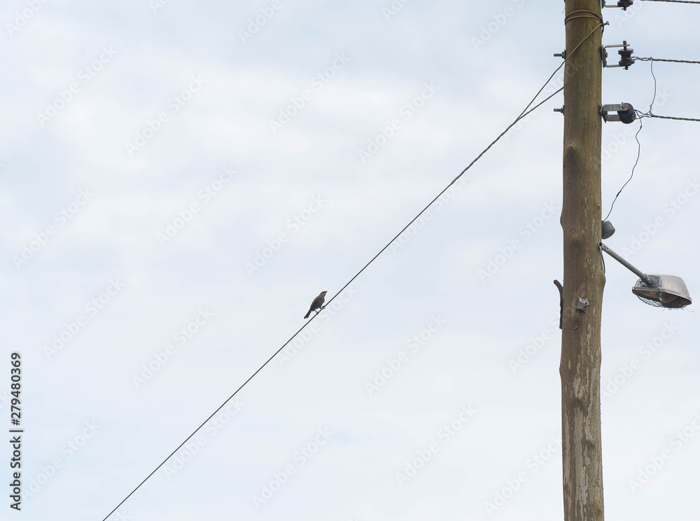 Bird sitting on the electricity wire 03