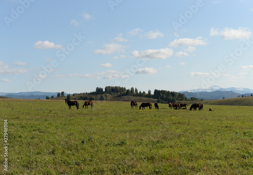 Horses in the foothills of the tigirek Ridge in the Altai region. Western Siberia © b201735