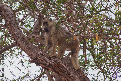 a monkey is climbing on a tree