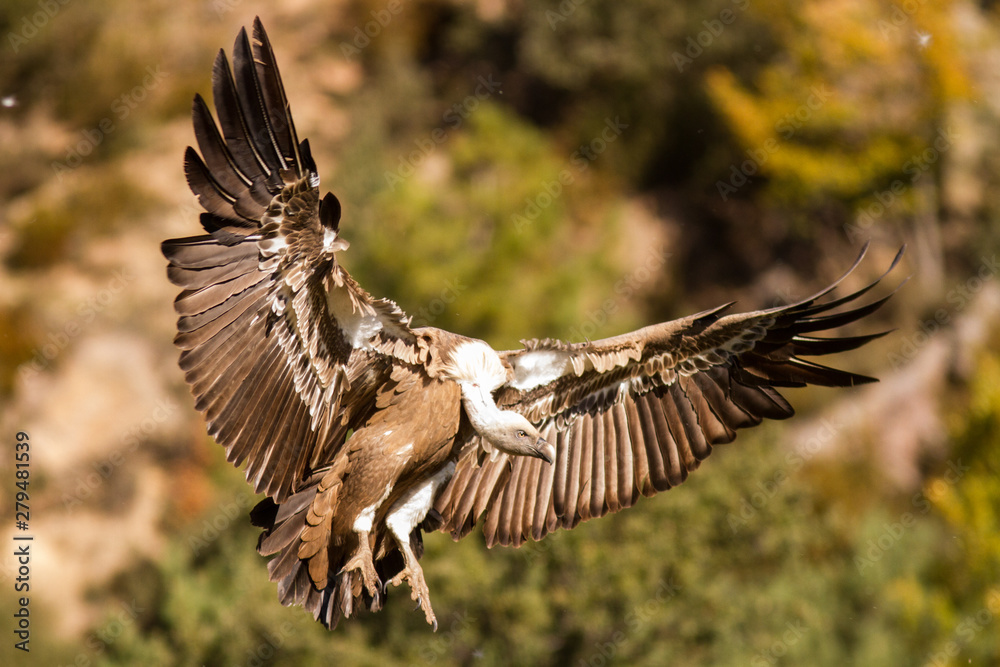 Obraz premium Griffon vulture taking land.