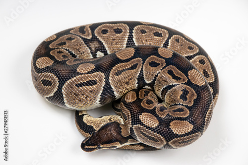 Ball python