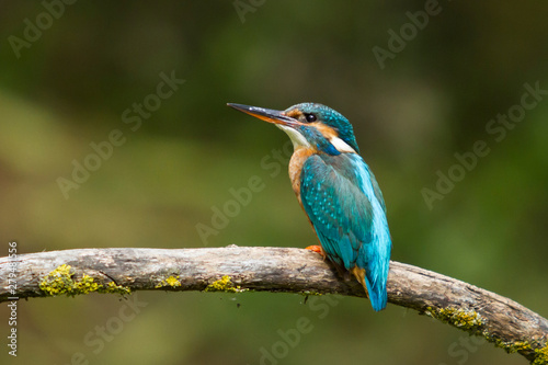 Kingfisher perched on a back branch