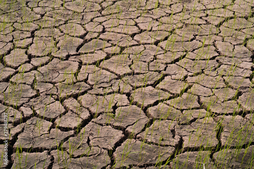 Dry fields with natural texture of cracked clay in perspective floor. Death Valley field  background.