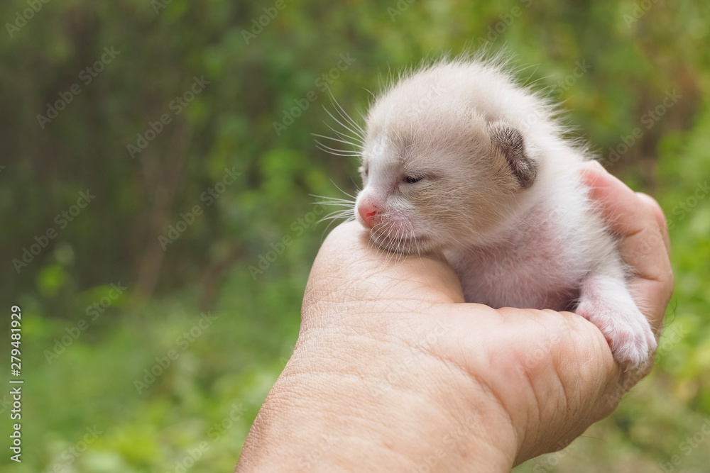 New Born White Kitten in hand with green nature blurred background, age 10 days just open her eyes.