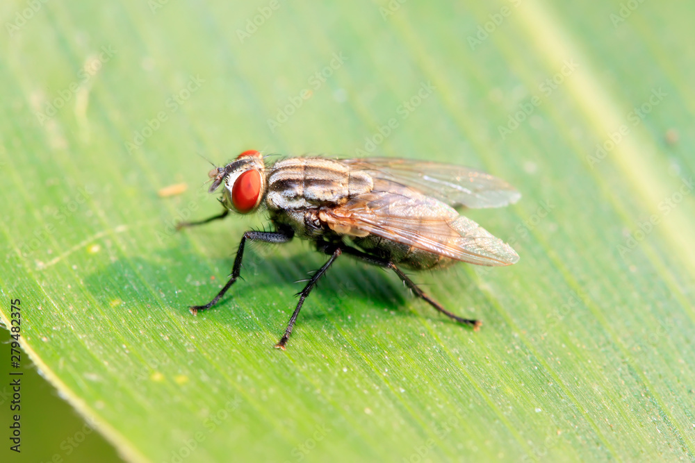 Tachinidae on plant Tachinidae on plant