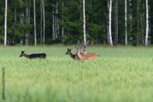 Plakat deer in the field