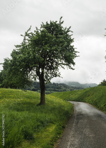curved path in a mountain in switzerland with a cloudy sky and a big tree