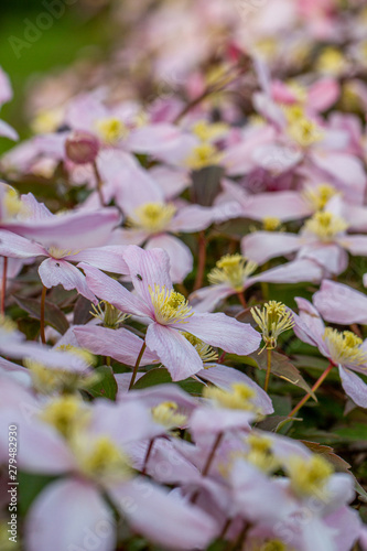 many blooms in the garden photo