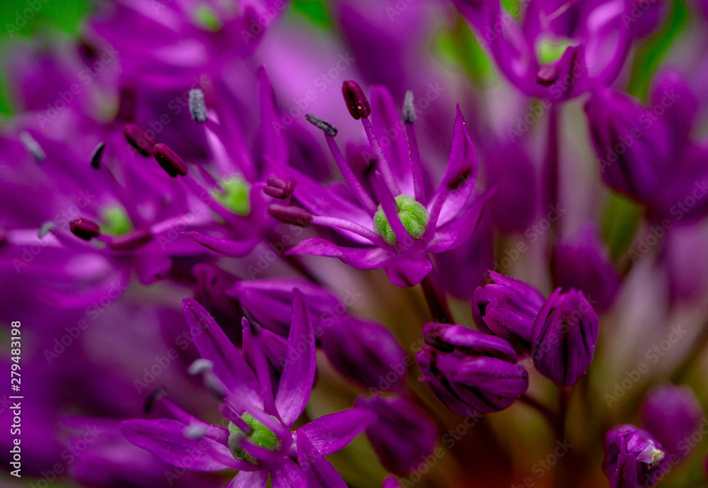 close up purple allium in garden