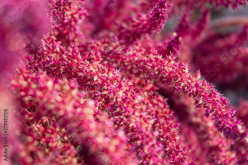 Fototapeta Naklejka Na Ścianę i Meble -  Bright pink flowers coarse organic texture background