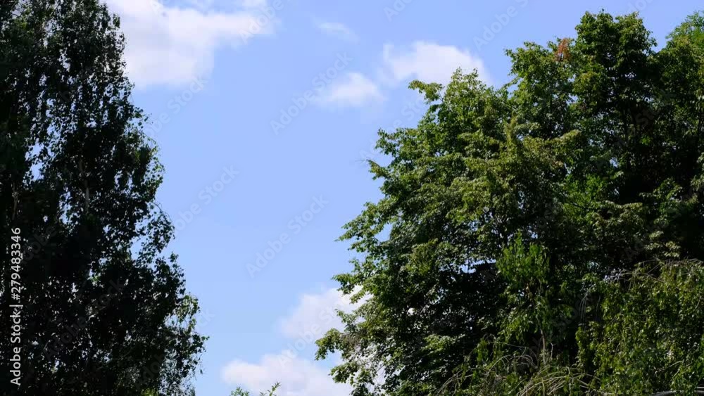 Natural scene video sketching with trees and cloudy summer day sky Natural scene video sketching with trees and cloudy summer day sky