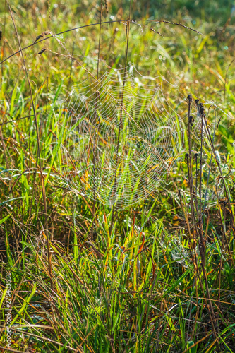 Cobweb in the grass with morning dew