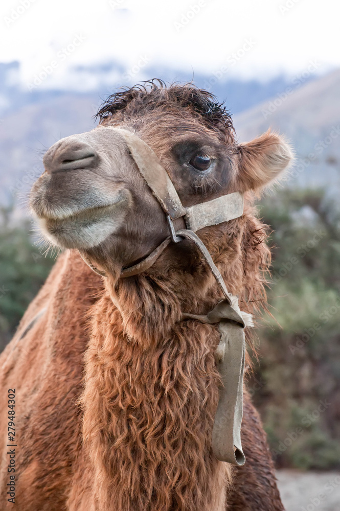 Close up funny camel face.